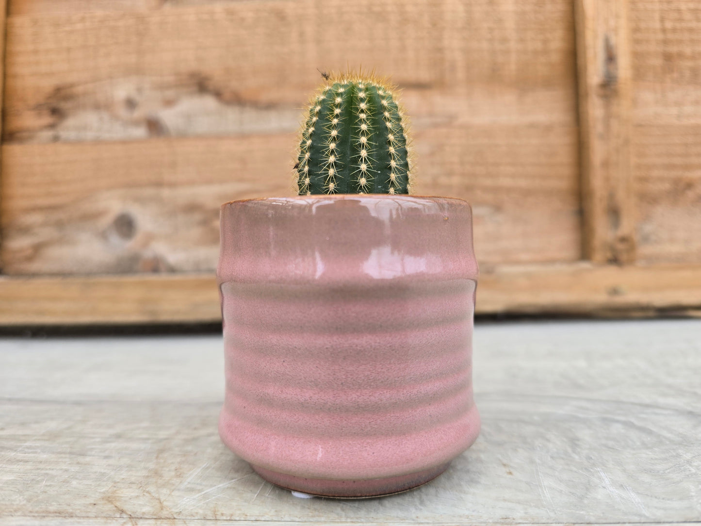 5.5cm Pink Pastel Pot with Cactus