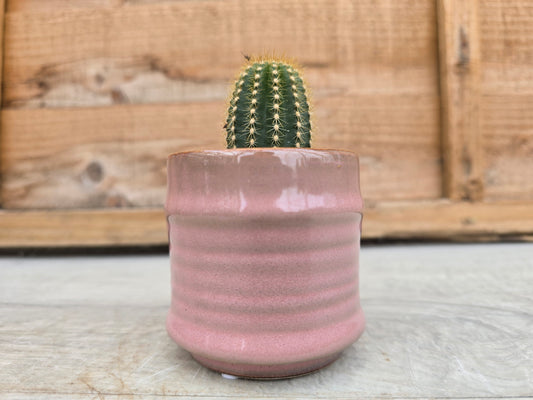 5.5cm Pink Pastel Pot with Cactus