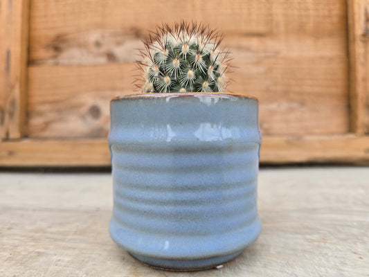 5.5cm Blue Pastel Pot with Cactus