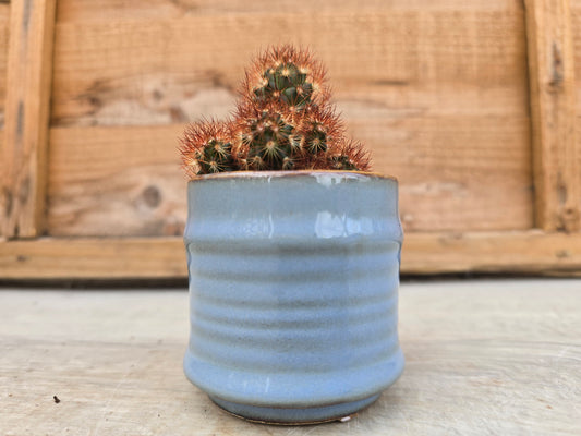 5.5cm Blue Pastel Pot with Cactus
