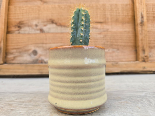 5.5cm Cream Pastel Pot with Cactus