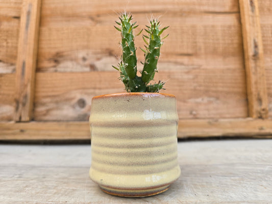5.5cm Cream Pastel Pot with Cactus
