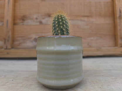 5.5cm Greige Pastel Pot with Cactus