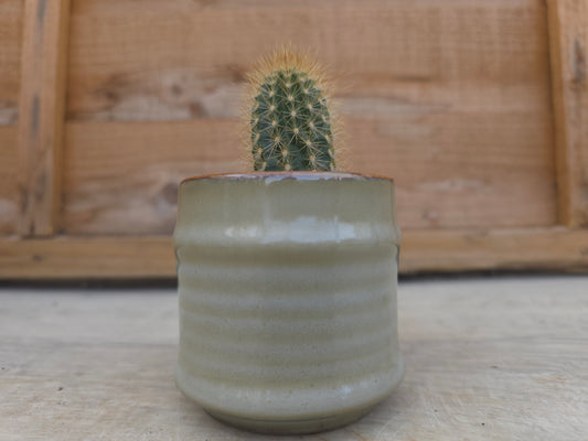 5.5cm Greige Pastel Pot with Cactus