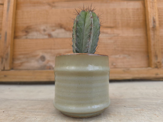 5.5cm Greige Pastel Pot with Cactus