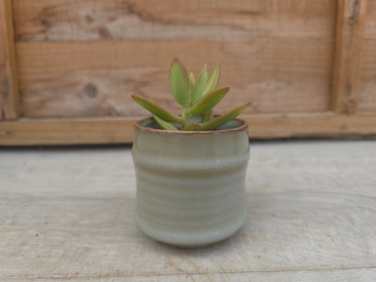 5.5cm Greige Pastel Pot with Succulent