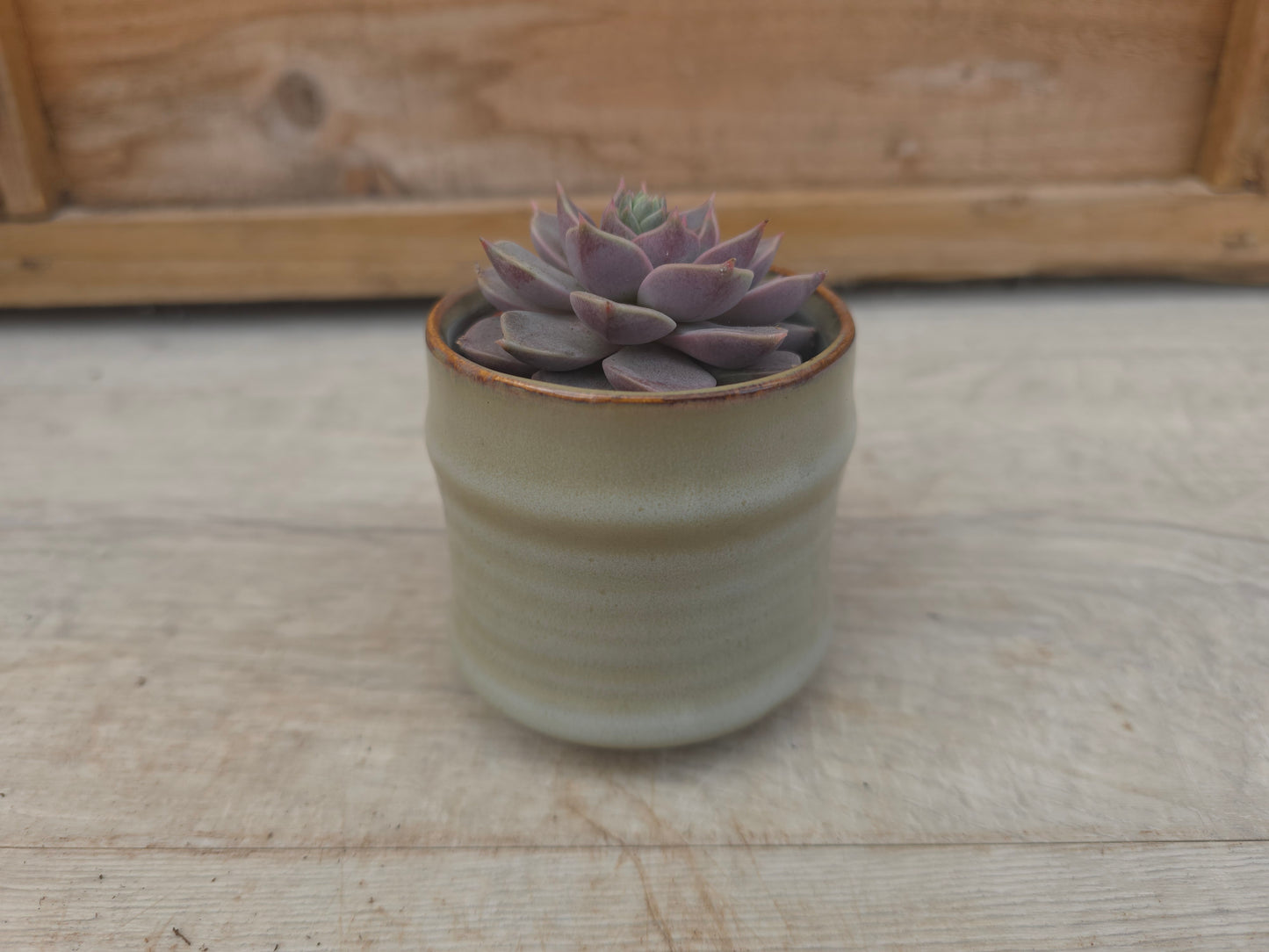 5.5cm Greige Pastel Pot with Succulent