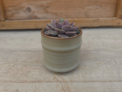 5.5cm Greige Pastel Pot with Succulent