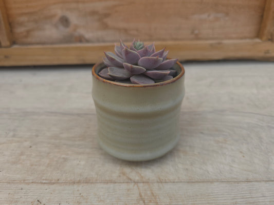 5.5cm Greige Pastel Pot with Succulent