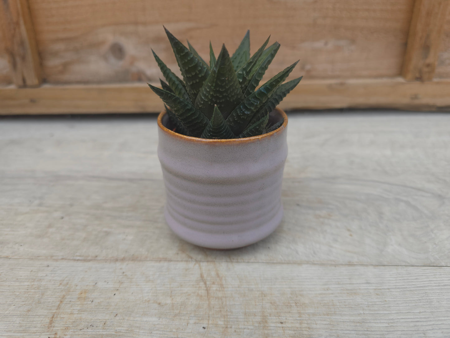 5.5cm Lavender Pastel Pot with Succulent