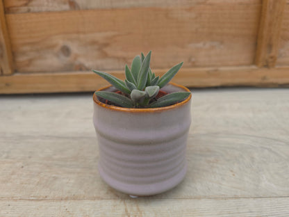 5.5cm Lavender Pastel Pot with Succulent