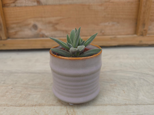 5.5cm Lavender Pastel Pot with Succulent