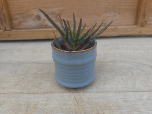 5.5cm Blue Pastel Pot with Succulent
