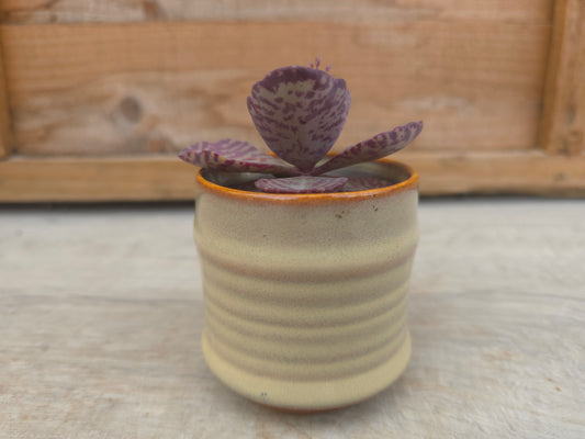5.5cm Cream Pastel Pot with Succulent