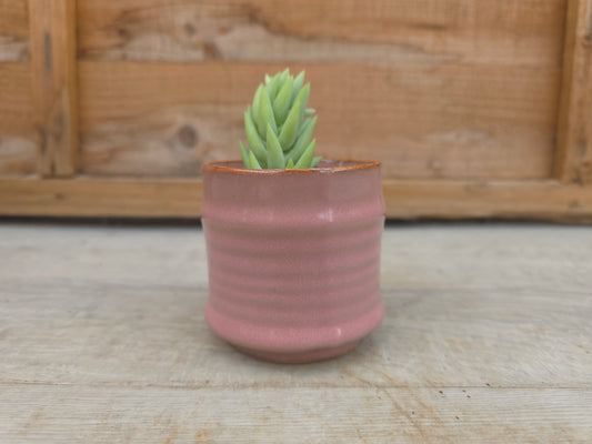 5.5cm Pink Pastel Pot with Succulent