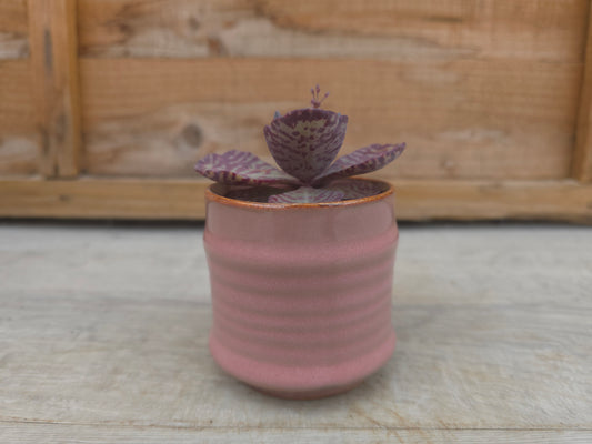 5.5cm Pink Pastel Pot with Succulent