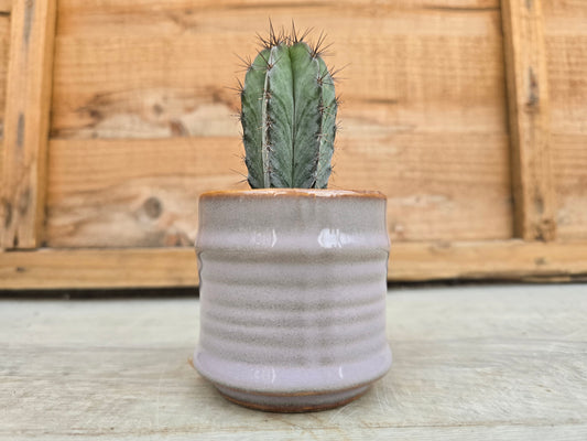 5.5cm Lavender Pastel Pot with Cactus