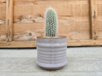 5.5cm Lavender Pastel Pot with Cactus