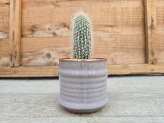 5.5cm Lavender Pastel Pot with Cactus