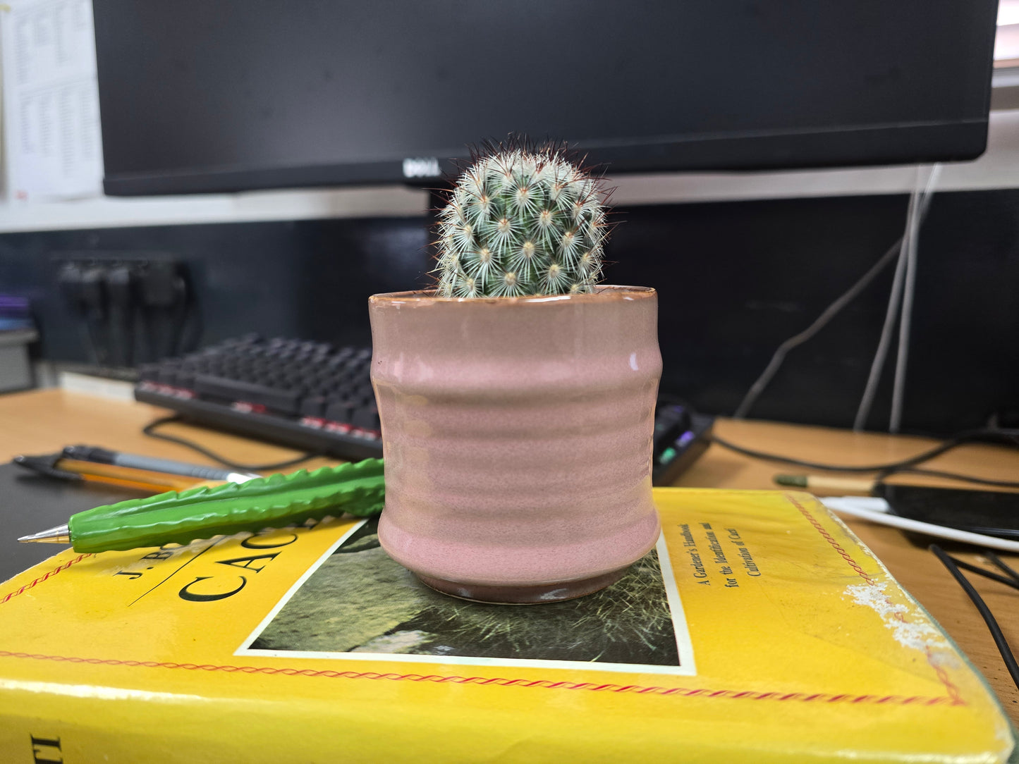 5.5cm Pink Pastel Pot with Cactus