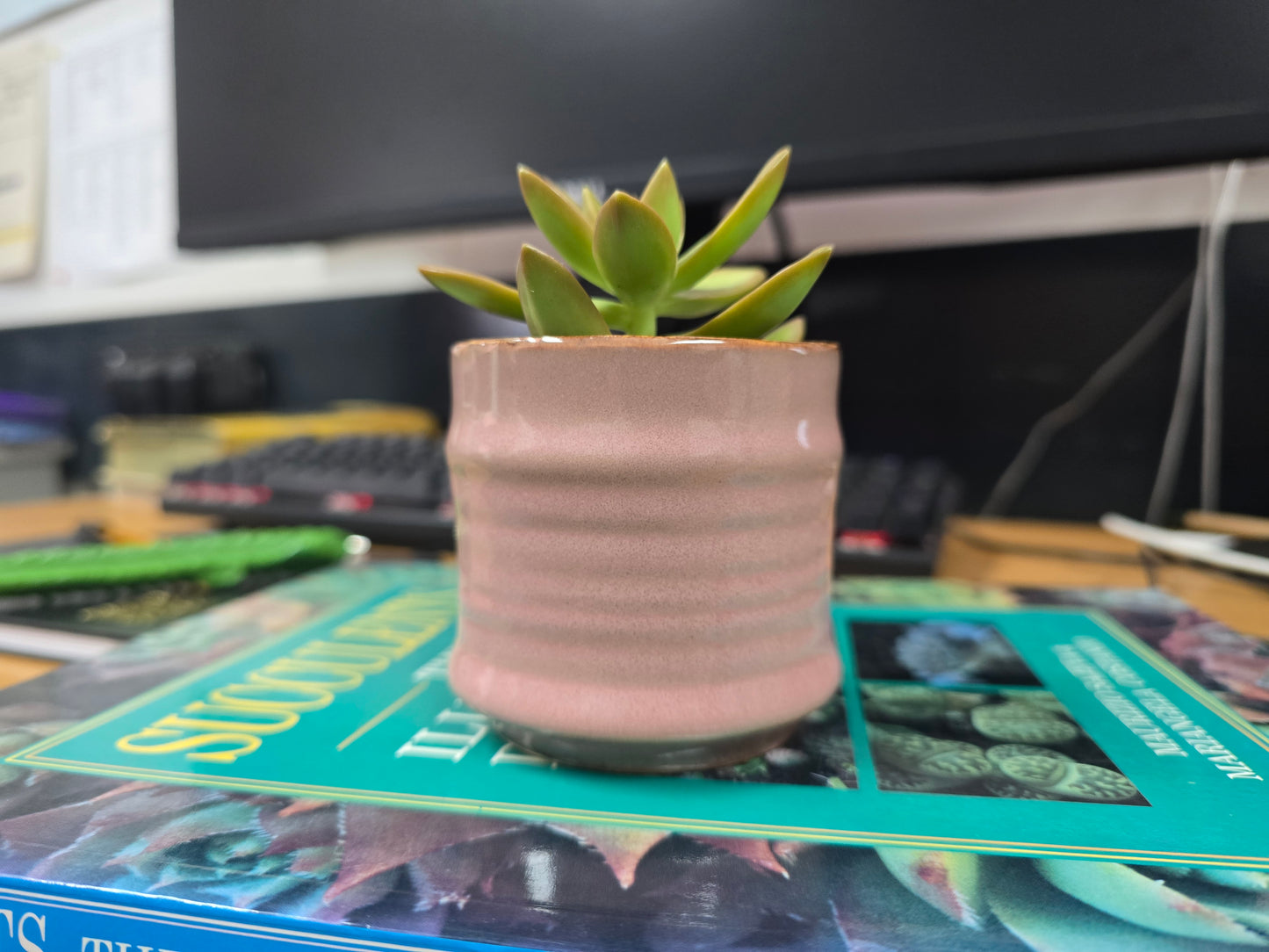 5.5cm Pink Pastel Pot with Succulent