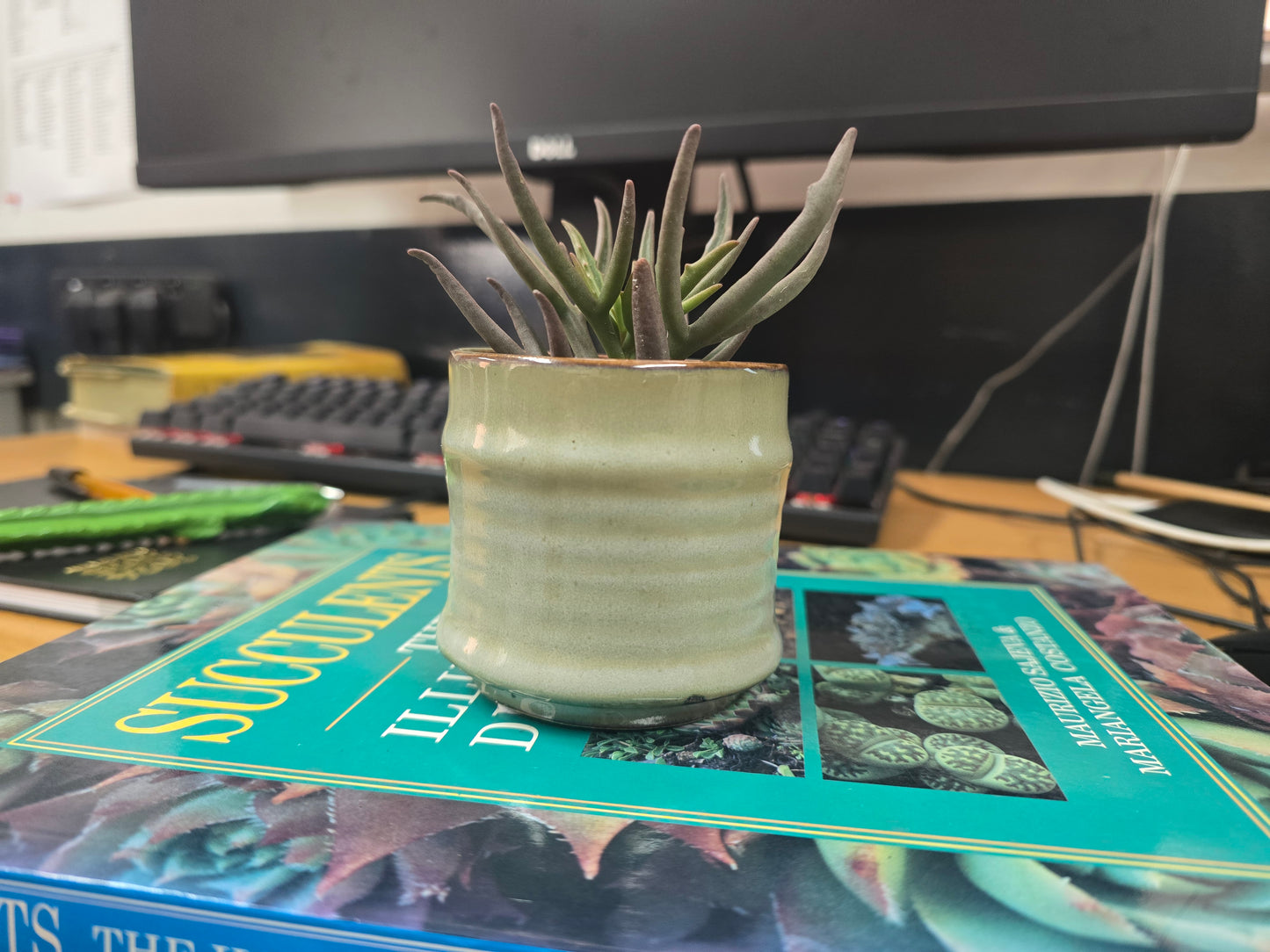 5.5cm Greige Pastel Pot with Succulent