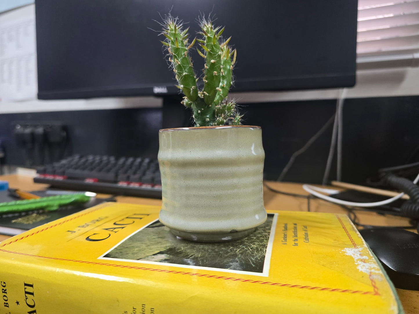 5.5cm Greige Pastel Pot with Cactus