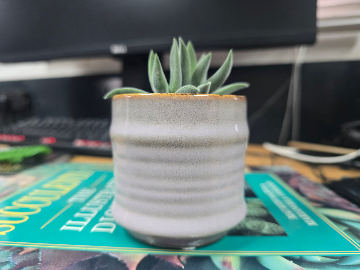 5.5cm Lavender Pastel Pot with Succulent