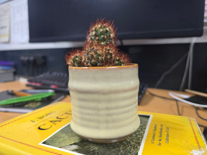 5.5cm Cream Pastel Pot with Cactus