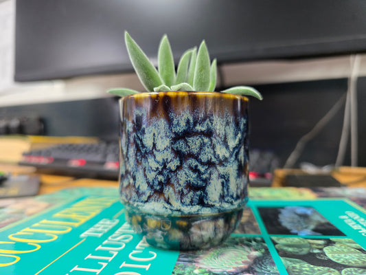 5.5cm Suez Blue Marble Pot with Succulent