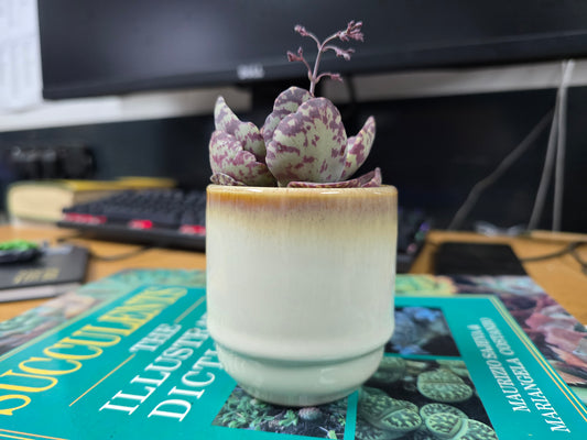 5.5cm Suez Cappuccino Pot with Succulent