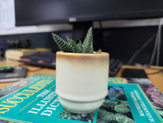 5.5cm Suez Cappuccino Pot with Succulent