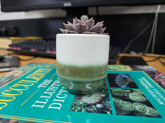 5.5cm Suez Misty Sea Pot with Succulent