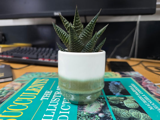 5.5cm Suez Misty Sea Pot with Succulent