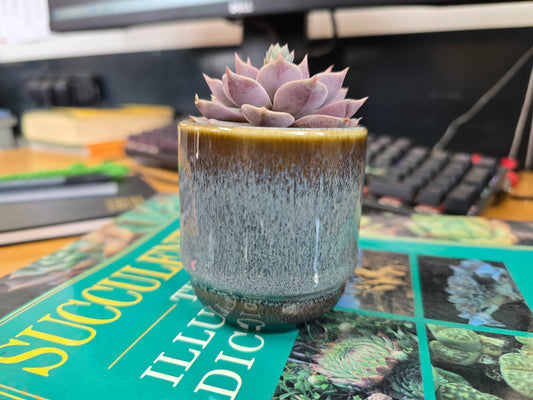 5.5cm Suez Thunder Blue Pot with Succulent