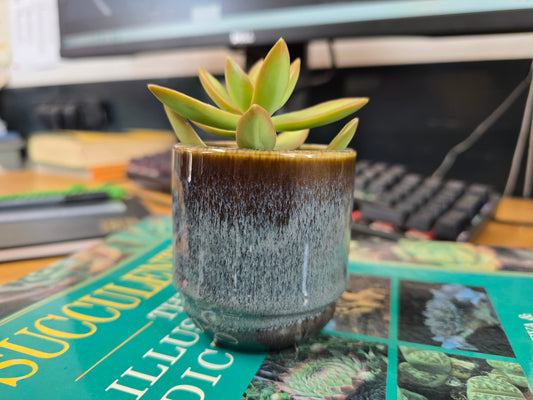 5.5cm Suez Thunder Blue Pot with Succulent