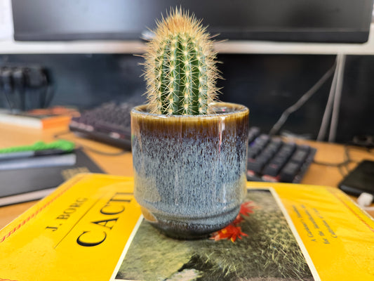 5.5cm Suez Thunder Blue Pot with Cactus