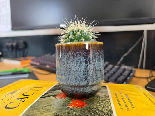 5.5cm Suez Thunder Blue Pot with Cactus