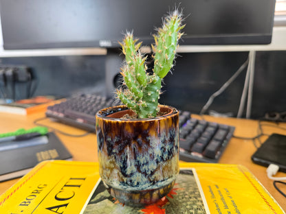 5.5cm Suez Blue Marble Pot with Cactus