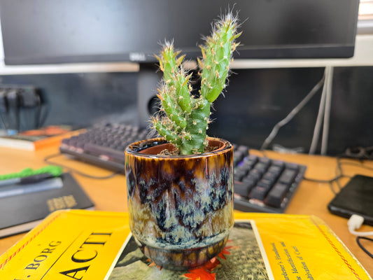 5.5cm Suez Blue Marble Pot with Cactus
