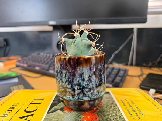 5.5cm Suez Blue Marble Pot with Cactus