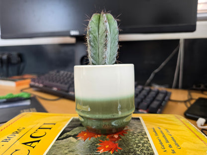 5.5cm Suez Misty Sea Pot with Cactus