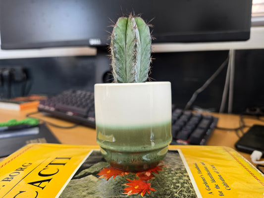 5.5cm Suez Misty Sea Pot with Cactus