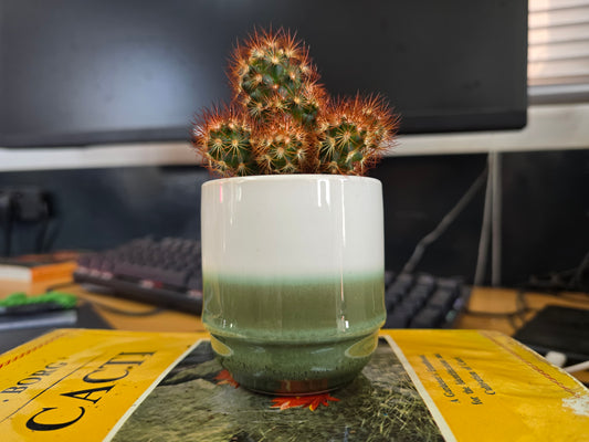 5.5cm Suez Misty Sea Pot with Cactus