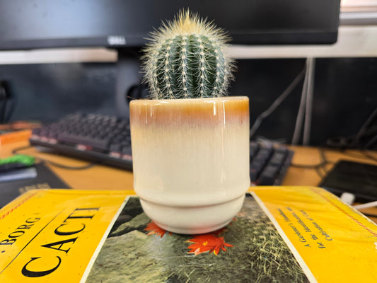 5.5cm Suez Cappuccino Pot with Cactus