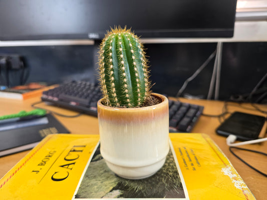 5.5cm Suez Cappuccino Pot with Cactus