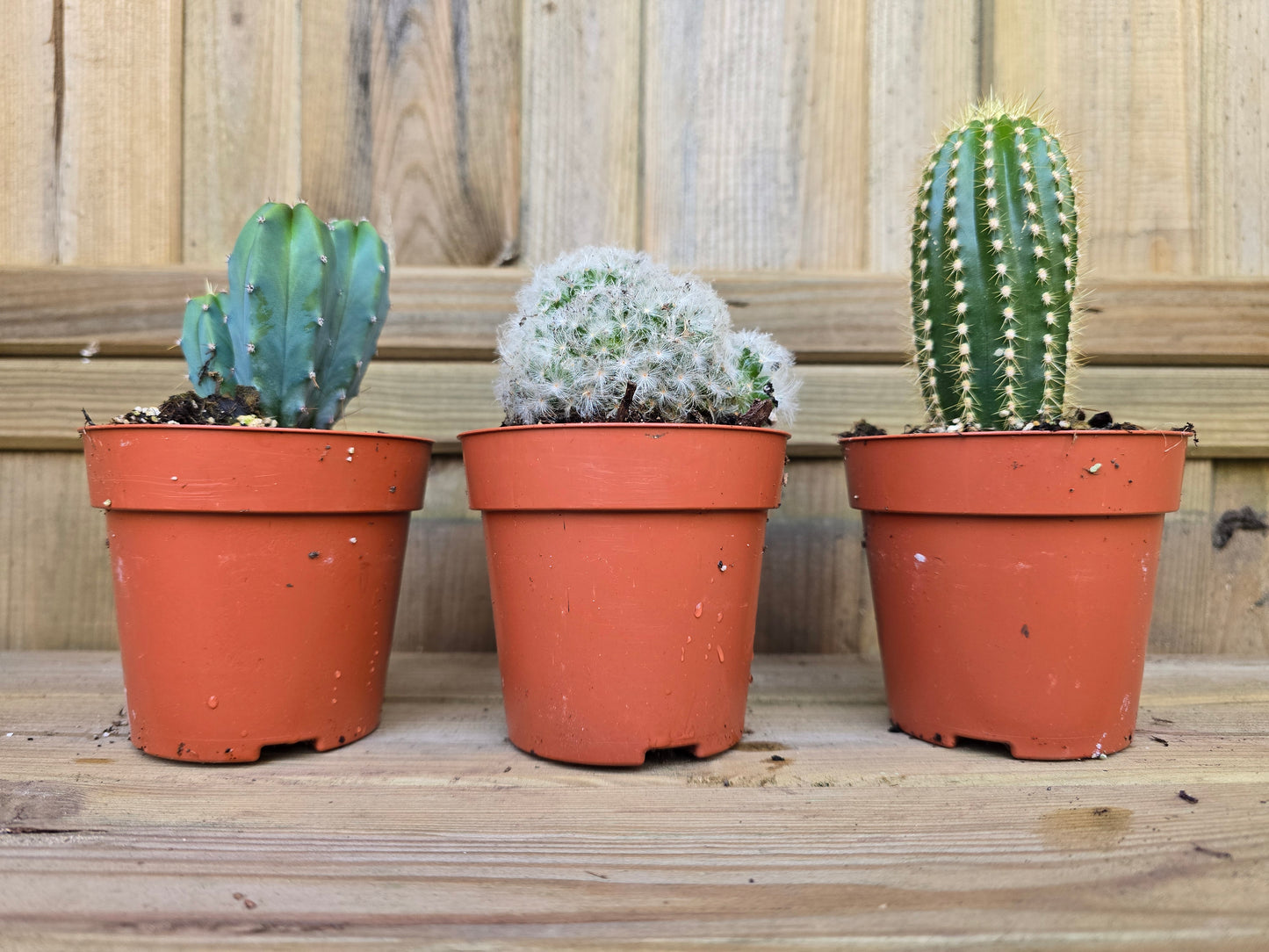 8.5cm Cacti Trio - Random Mix