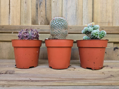 8.5cm Cacti Trio - Random Mix