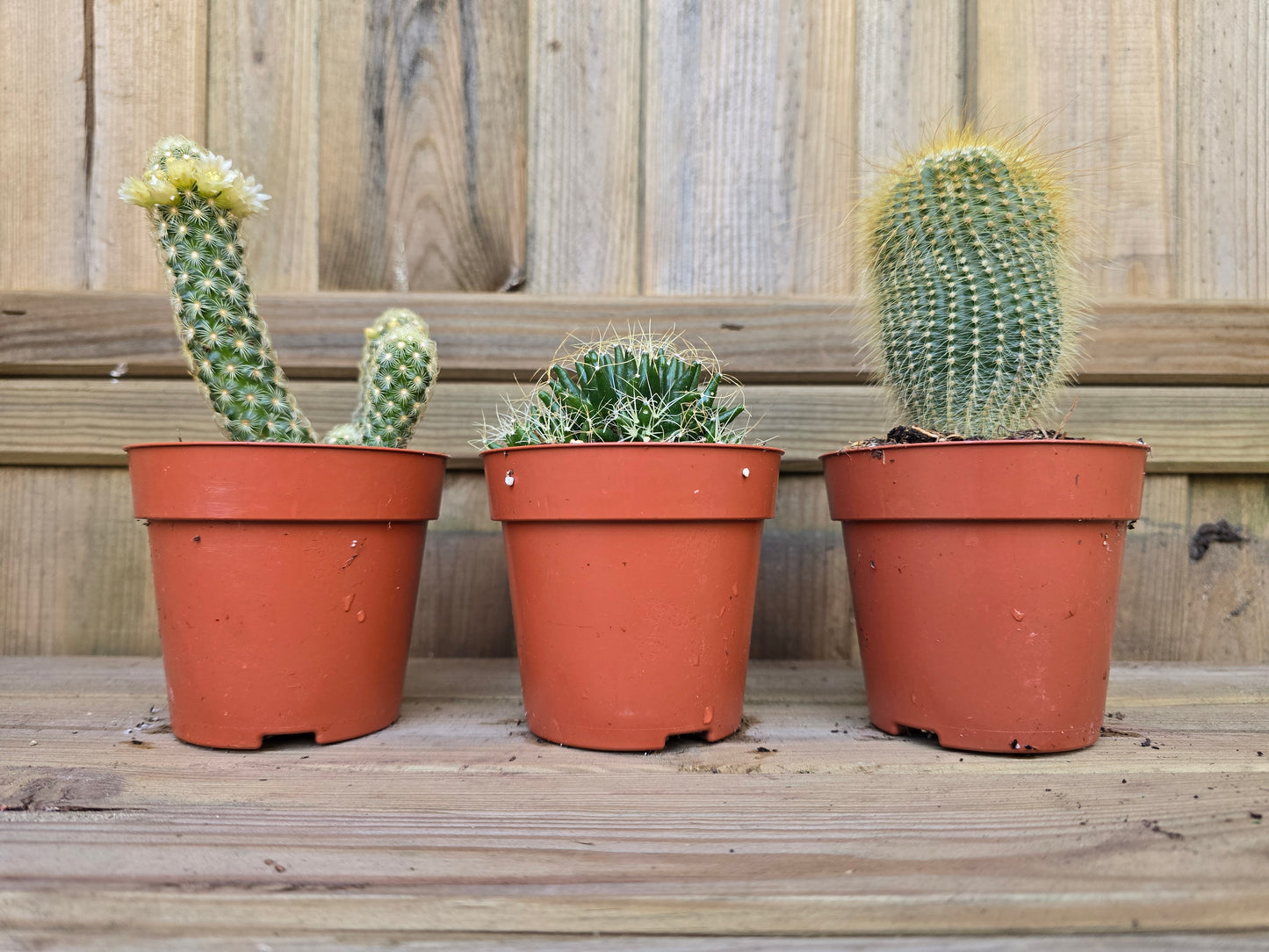 8.5cm Cacti Trio - Random Mix