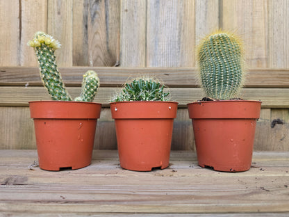 8.5cm Cacti Trio - Random Mix